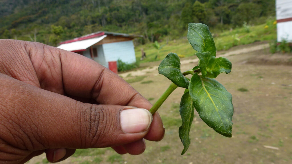 Whatsapp image 20260606 at 19 20 41 catrawarta Hand holding a small green plant cutting with several leaves outdoors in a rural yard